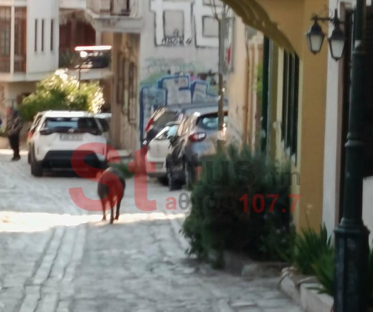 ΒΙΝΤΕΟ: Αγριογούρουνο έκοβε βόλτες στην Άνω Πόλη, στη Θεσσαλονίκη