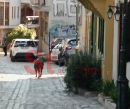 ΒΙΝΤΕΟ: Αγριογούρουνο έκοβε βόλτες στην Άνω Πόλη, στη Θεσσαλονίκη