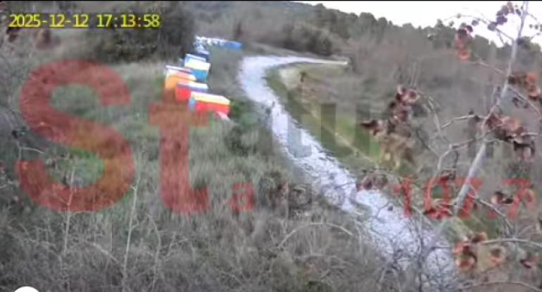 VIDEO: Αγέλη λύκων στο Μεταγγίτσι Χαλκιδικής