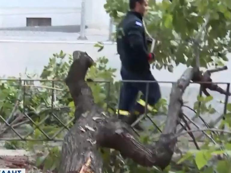 Θεσσαλονίκη: Κλαδί έσπασε και έπεσε στο κέντρο της πόλης - Από θαύμα δεν υπήρξε τραυματισμός