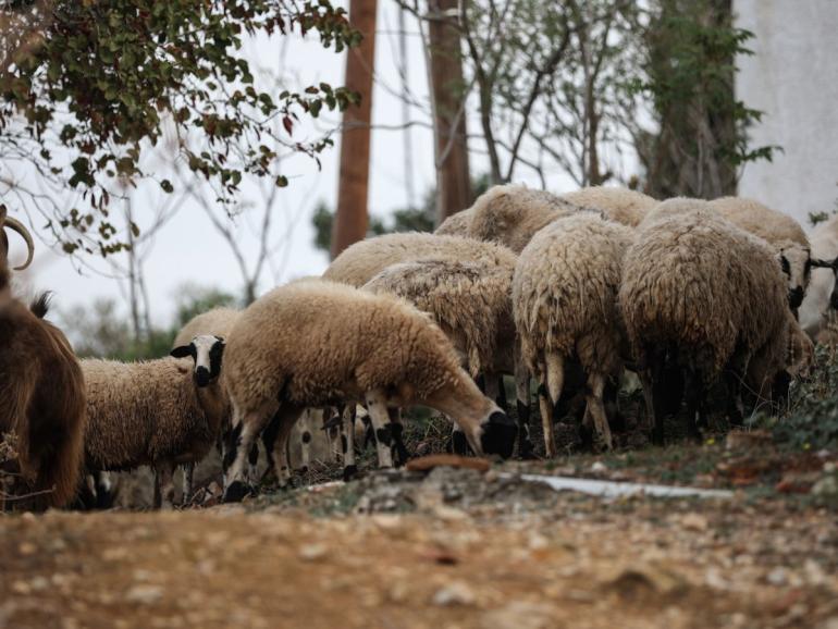 Ευλογιά: Μισό εκατομμύριο αιγοπρόβατα θανατώθηκαν στην Ελλάδα σε 1,5 χρόνο!