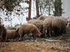 Ευλογιά: Μισό εκατομμύριο αιγοπρόβατα θανατώθηκαν στην Ελλάδα σε 1,5 χρόνο!
