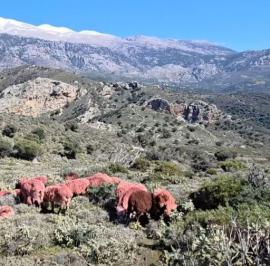 Κρήτη: Κτηνοτρόφος έβαψε κόκκινα τα πρόβατά του για να μην του τα κλέβουν