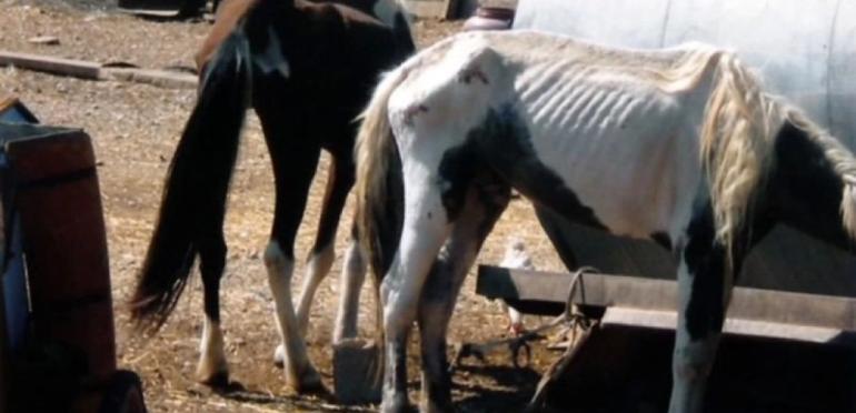 Κτηνωδία στα Γρεβενά: Άγνωστοι πυροβόλησαν, σκότωσαν και τεμάχισαν πέντε άλογα στη Σαμαρίνα