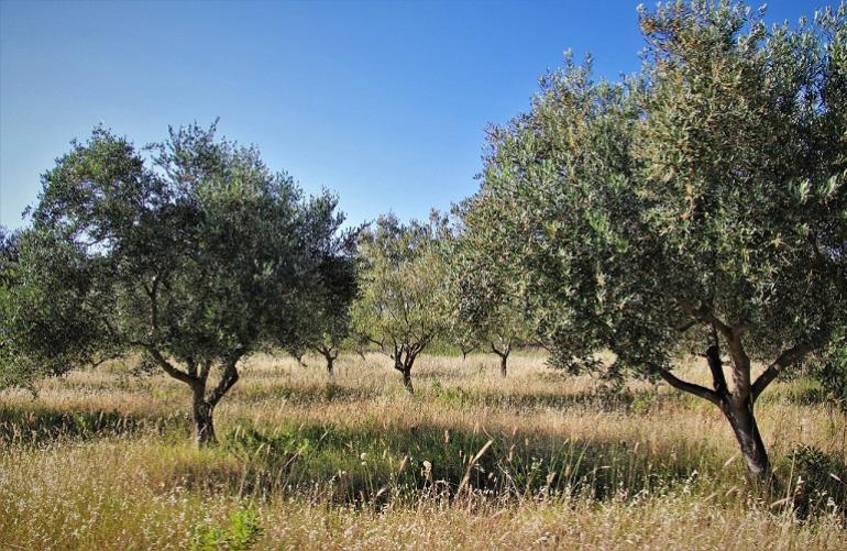 Ράβδισαν 55 ελαιόδενδρα και έκλεψαν τρεις τόνους ελιές!