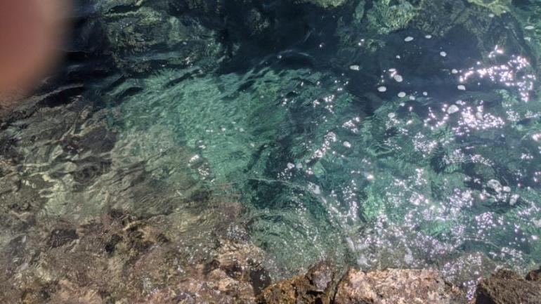 Φρίκη στα Μέγαρα: Έπνιξαν σκύλο με μεγάλη πέτρα στον λαιμό