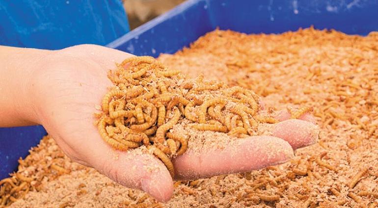 Τρόφιμα που περιέχουν έντομα: Τάση ή αναγκαιότητα για το μέλλον της διατροφής;