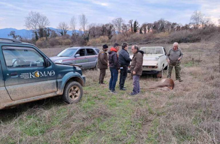Ασυνείδητος λαθροθήρας σκότωσε ελάφι που κυοφορούσε