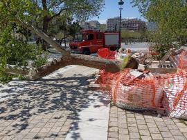 Πτώση δέντρου στο κέντρο της Θεσσαλονίκης - Τραυματίστηκαν δύο παιδιά