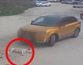 ΒΙΝΤΕΟ-Θεσσαλονίκη: Οδηγός πατάει σκύλο και τον εγκαταλείπει – Σκληρές εικόνες