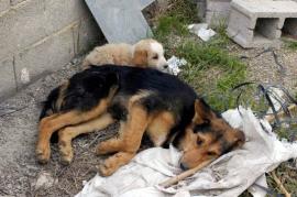 Θεσσαλονίκη: Είχε στο σπίτι της στη Θέρμη 120 σκυλιά, 70 γάτες και 10 κατσίκες