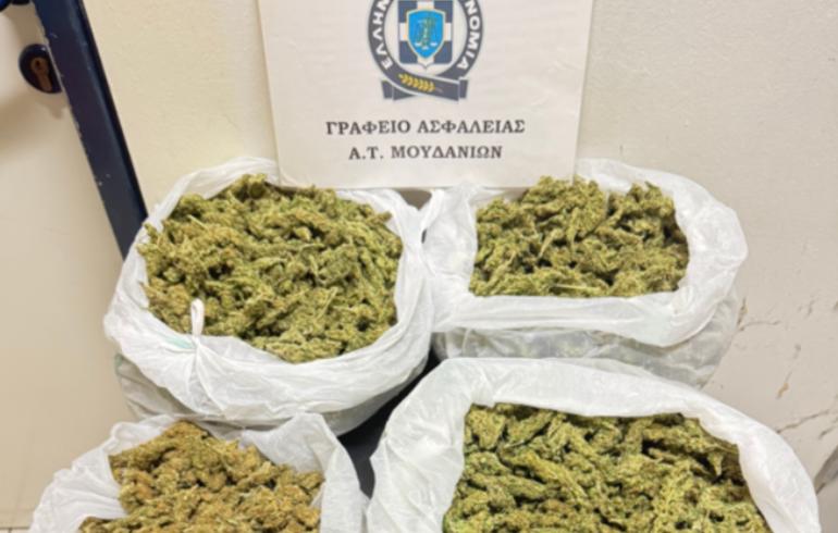 Σέρρες: Αστυνομικός σκύλος ανακάλυψε καλλιέργεια κάνναβης