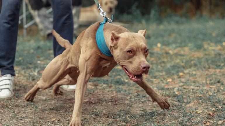 Θεσσαλονίκη: Σκύλος δάγκωσε ταχυδρόμο στο Πανόραμα