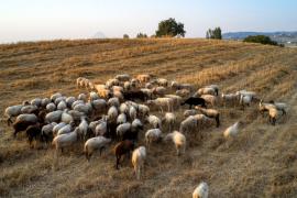 Ευλογιά αιγοπροβάτων: Προς αναστολή φορολογικών υποχρεώσεων οι πληγέντες κτηνοτρόφοι