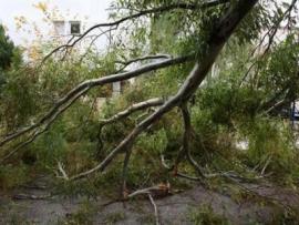 Θεσσαλονίκη: Πτώσεις δέντρων τα ξημερώματα λόγω των ισχυρών ανέμων