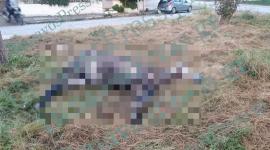 ΒΙΝΤΕΟ-Νεκρό άλογο σε πάρκο στον Τύρναβο- Ήταν δεμένο με αλυσίδα σε κολώνα της ΔΕΗ