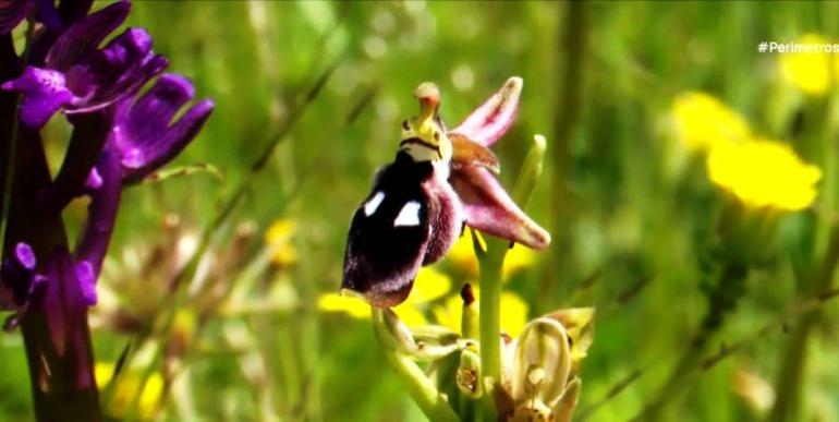 Το Κέντρο Έρευνας και Προστασίας της Αυτοφυούς Ορχιδέας στο Πήλιο