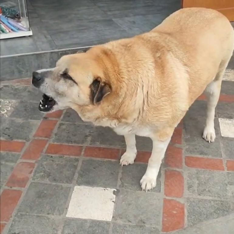 ΒΙΝΤΕΟ-Ο Τάκης, ο παχουλός σκύλος των Ιωαννίνων είναι η πιο αγαπημένη μασκότ της πόλης