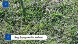 ΒΙΝΤΕΟ-Χαλκιδική: “Έβρεξε” βατράχια στα Νέα Μουδανιά – Το σπάνιο φαινόμενο που προκάλεσε έκπληξη