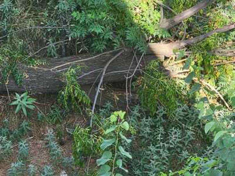 Θεσσαλονίκη: Πτώσεις δέντρων λόγω των ισχυρών ανέμω