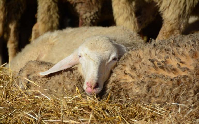 Τσιάρας για πανώλη: Κανένας κίνδυνος για τη δημόσια υγεία - 2.400 ζώα θανατώθηκαν