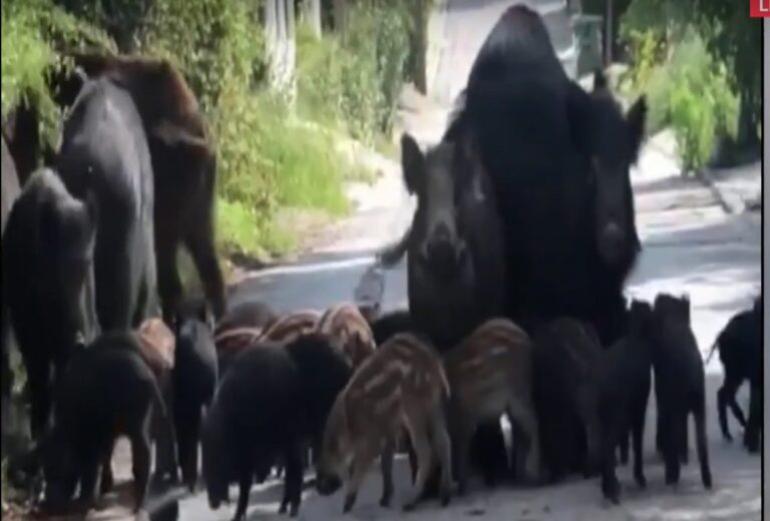 Θεσσαλονίκη: Ανήλικοι περικυκλώθηκαν από αγέλη αγριογούρουνων