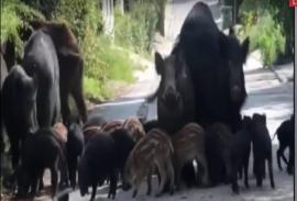 Θεσσαλονίκη: Ανήλικοι περικυκλώθηκαν από αγέλη αγριογούρουνων