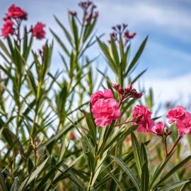 Οι τελευταίες εξελίξεις σχετικά με την πικροδάφνη-Η θέση του ΓΕΩΤ.Ε.Ε.