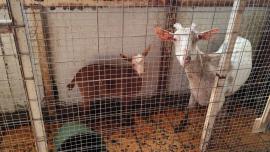 Καλλιακμάνης για Αμπελόκηπους: CEO γνωστής εταιρείας είχε το παράνομο μαντρί σε ταράτσα 16ου ορόφου