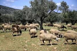 Συναγερμός στη Σιντική Σερρών: Εντοπίστηκε κρούσμα ευλογιάς αιγοπροβάτων στην Καστανούσσα