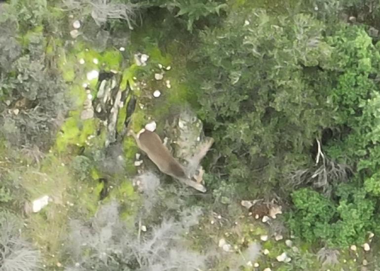 Ζευγάρι ζαρκαδιών εθεάθη για πρώτη φορά στο Σέιχ Σου - Έγκυος πιθανότατα το θηλυκό (φωτο)