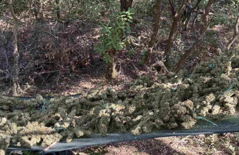 Φυτεία κάνναβης «μαμούθ» εντοπίστηκε στην Τρίπολη – Εκτείνονταν σε 28 επίπεδα, μέσα σε δάσος