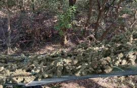 Φυτεία κάνναβης «μαμούθ» εντοπίστηκε στην Τρίπολη – Εκτείνονταν σε 28 επίπεδα, μέσα σε δάσος
