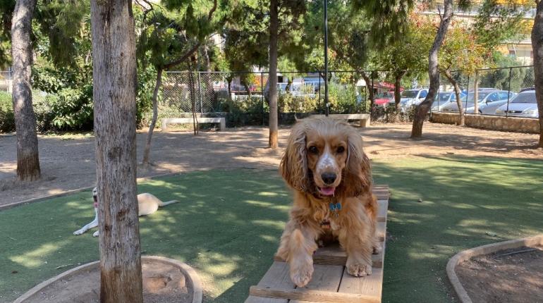 Πρόστιμα για λουρί, τσιπάκι και ακαθαρσίες σε ιδιοκτήτες κατοικιδίων στη Θεσσαλονίκη