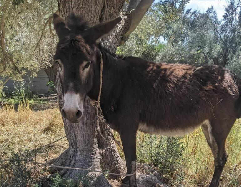 Για πρώτη φορά αναγνωρίζεται ως κακούργημα η θανάτωση ιπποειδούς λόγω μόνιμου δεσίματος