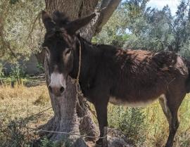 Για πρώτη φορά αναγνωρίζεται ως κακούργημα η θανάτωση ιπποειδούς λόγω μόνιμου δεσίματος