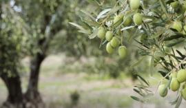 Πάτρα: Συλλήψεις για κλοπή δέκα τόνων ελιάς