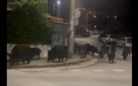 Αγέλη από αγριογούρουνα «κόβει βόλτες» σε κεντρικό δρόμο στη Θεσσαλονίκη