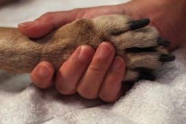 Ευθανασία κατοικίδιου: Είναι τελικά απόφαση για το ζώο ή για εμάς;