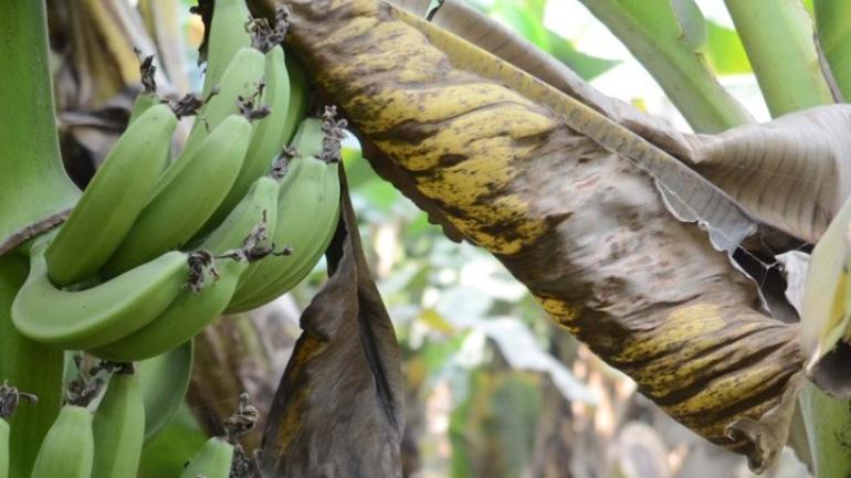 Η Chiquita του Παναμά απολύει όλους τους απεργούς μερικώς απασχολούμενους σε φυτείες μπανάνας της