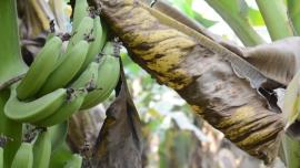 Η Chiquita του Παναμά απολύει όλους τους απεργούς μερικώς απασχολούμενους σε φυτείες μπανάνας της