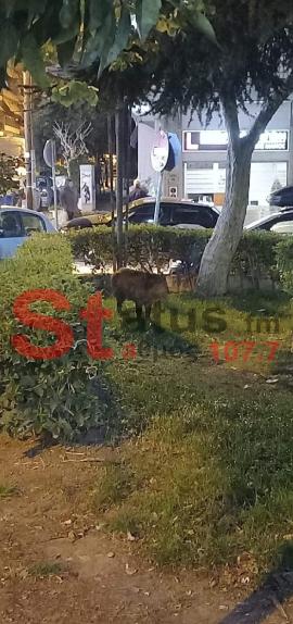 Θεσσαλονίκη: Σε πάρκα με μικρά παιδιά και σε αυλές σπιτιών τα αγριογούρουνα! (ΦΩΤΟ-ΒΙΝΤΕΟ)