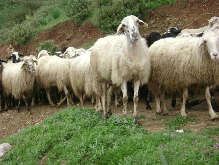 ΟΠΕΚΕΠΕ: Σύλληψη κτηνοτρόφου στη Φλώρινα για παράνομες επιδοτήσεις
