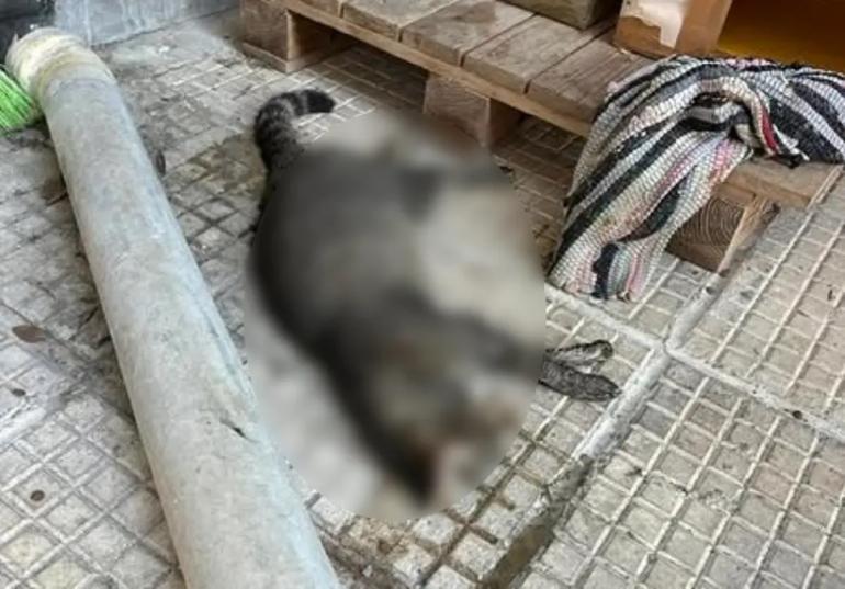 Θεσσαλονίκη: Βρέθηκε ο δολοφόνος των γατών της Τούμπας