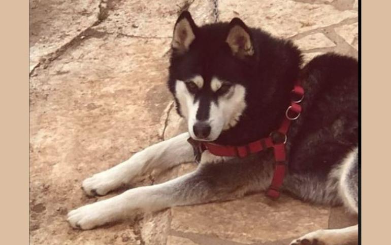 Το πόρισμα του πραγματογνώμονα που όρισε η ΕΛΑΣ για τον Όλιβερ - «Δεν τεκμαίρεται κακοποίηση από άνθρωπο»