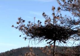 Γεννήθηκαν οι πρώτοι μαυρογύπες στο δάσος της Δαδιάς